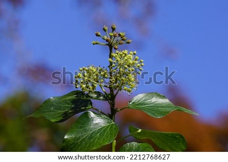 Flowering common ivy (Hedera helix), family Araliaceae. Blue sky trees in the fall colors in the background. Autumn, October. Dutch garden.                               