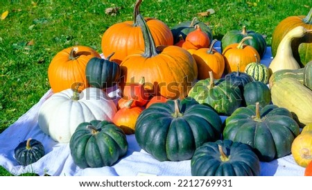 Many different pumpkins, harvest festival in autumn.