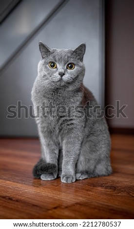 
A very beautiful British cat. The beautiful gray, vivid color and posture are impressive.