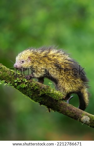 Mexican hairy dwarf porcupine from Costa Rica