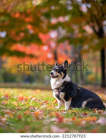 Tri colored Pembroke Welsh corgi sitting outside in a park with colorful fall foliage in the background. Toronto Ontario