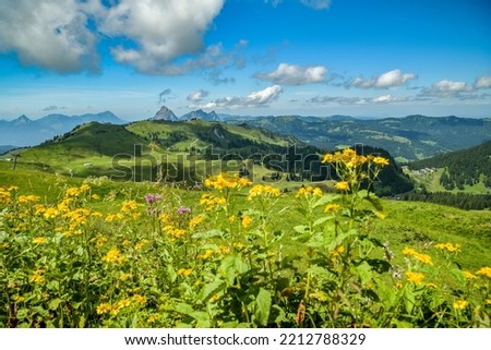 Beautiful summer flora in Hoch Ybrig in Switzerland Royalty-Free Stock Photo #2212788329