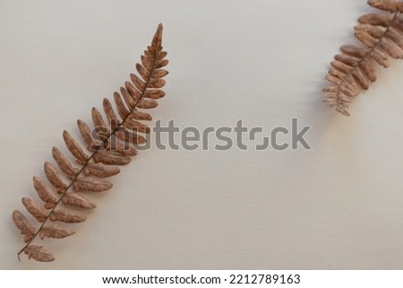 Dry fern leaves on a light background with space for text.