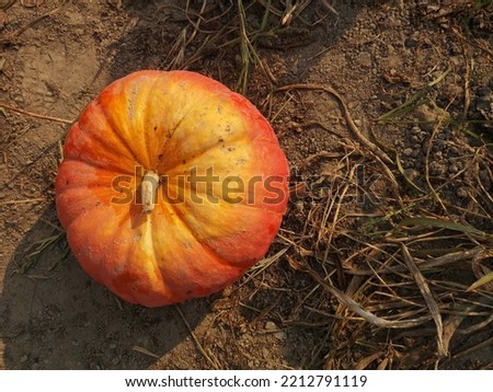 Fresh Yellow-orange pumpkin on the ground
