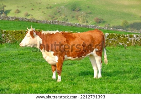 Brown and white cow with horns