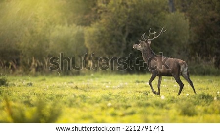 Red deer stag walking away and looking up into to sun ray glare Royalty-Free Stock Photo #2212791741