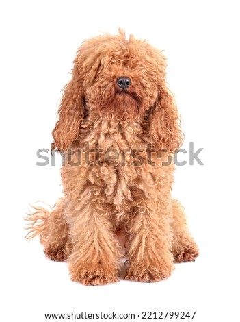 Portrait of Fully coated poodle before grooming procedures on a white background Royalty-Free Stock Photo #2212799247