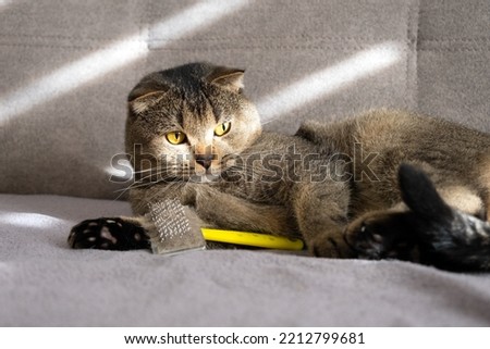 Beautiful scottish fold cat lies on a gray sofa with a brush for combing wool.