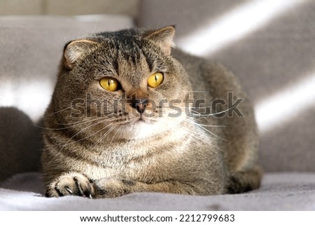 Beautiful scottish fold cat lies on a gray sofa.