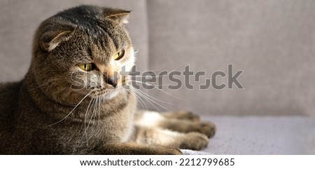 Beautiful scottish fold cat lies on a gray sofa.