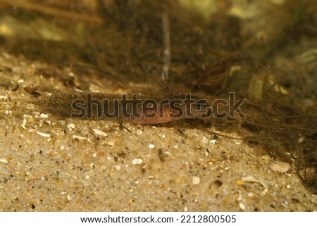 Closeup on a larval Japanese endangered Riu-Kiu sword-tailed newt, Cynops ensicauda ensicauda, underwater