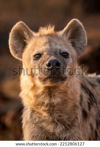 A female Hyena in beautiful morning light. 