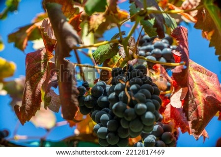 bunch of grapes of taurasi avellino, in the lands of irpinia.