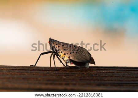 Spotted lanternfly close up picture. Outdoor nature macro photography. Invasive species damaging to garden and plants; forests and other wilderness.