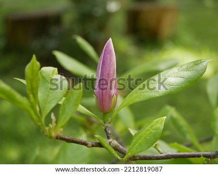 Magnolia blossoms in the park of a subtropical city. Large fragrant flowers and buds of an evergreen tree. Pink magnolia petals on a branch on a sunny spring day against a background of green leaves.