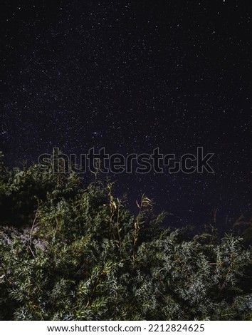 Juníperus commúnis bush in the mountains of Turkey in the foreground, against the background of a starry night sky and dark hills, on a cold summer night in the mountains