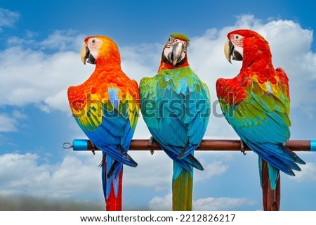 Colorful macaw parrots, beautiful bird, macaw perched. Species Ara ararauna also know as Arara Canide. It is the largest South American parrot. Birdwatching. Bird lover. exotic pet.