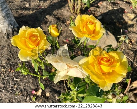 The top down, close up view of a blooming hybrid tea rose. The yellow flowers are surrounded with other budding blooms.