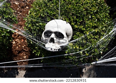 Human Skull in the Garden Shrub Bound with Webbing for Halloween