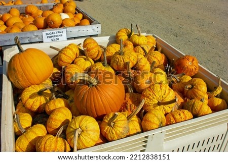 Pumpkins for sale at Orchard