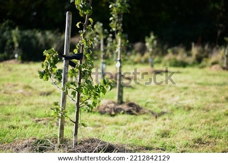 Young fruit trees growing in a community orchard Royalty-Free Stock Photo #2212842129