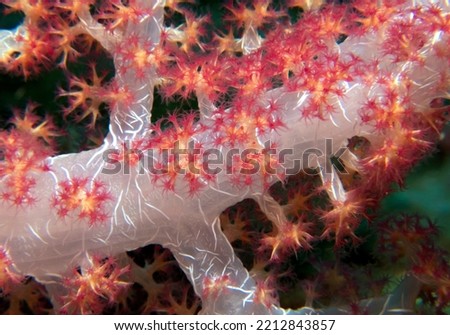 Close up view of a Dendronephthya hemprichi coral Boracay Island Philippines