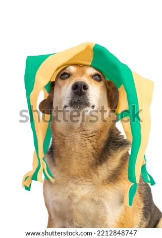 Dog with green and yellow harlequin hat on white background