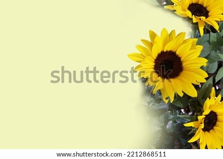 Beautiful sunflowers on the side with a pastel yellow background. An image with space to create and add words to your liking. 