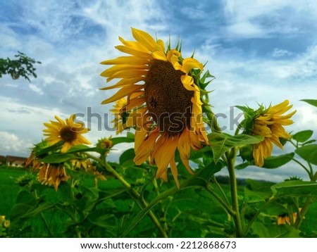 Bright yellow sunflower on blue sky background