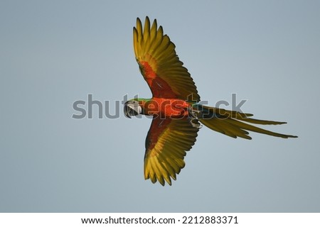 Green wing macaw parrot bird free flying in garden