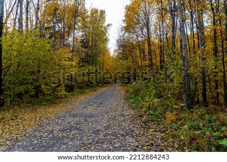 Autumn landscape, forest in autumn, yellow leaves. Beautiful background or screen saver on the phone and computer