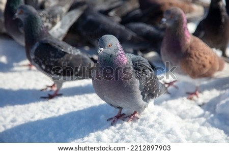 Pigeons in the snow in winter. Nature
