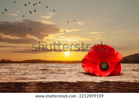 Poppy flower on old beautiful high grain, detailed wood on background of sunset sky with flying bird.
