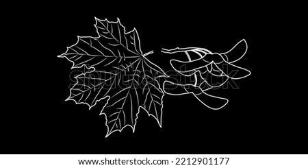 Maple seeds and leaf highlighted on a black background. Vector illustration.