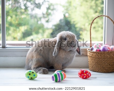 Grey cute holland lop rabbit sitting on wooden floor with easter eggs and window background. Royalty-Free Stock Photo #2212901821