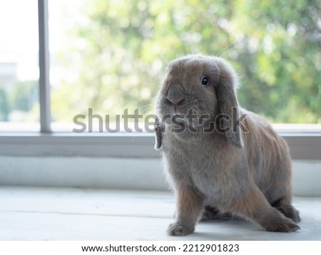 Grey cute holland lop rabbit sitting on wooden floor with window background. Royalty-Free Stock Photo #2212901823