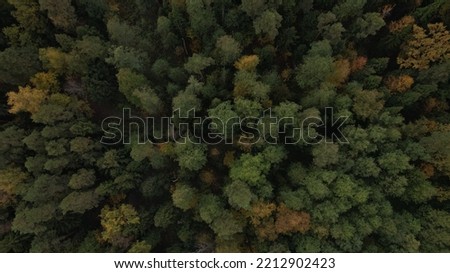 Autumn forest from a bird's eye view.