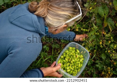 Female forager collecting wild Hops Royalty-Free Stock Photo #2212902451