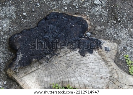 teak tree roots that burn in half and turn to charcoal