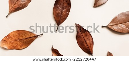 Autumn minimal beige background with autumn red-brown magnolia leaves with natural texture  beige background, copyspace. Autumn aesthetic photography with veined macro leaves, seasonal fall foliag