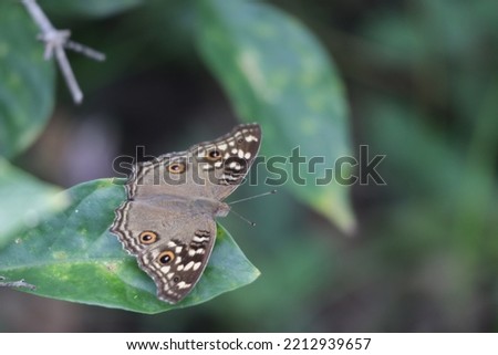 butterfly on a tree in a tropical forest