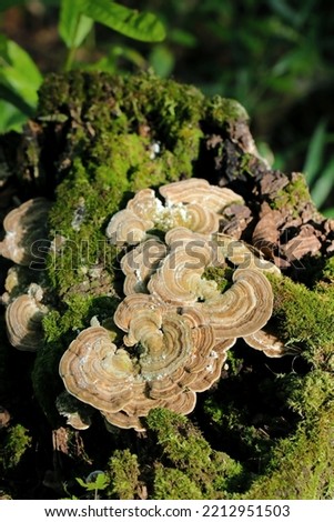 Gilled polypore "Kaigaratake", growing wild on an old mossy stump texture photograph.