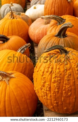 pumpkins harvest. Halloween concept background 