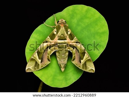 Top view Daphnis nerii, the oleander hawk-moth or army green moth on green leaf