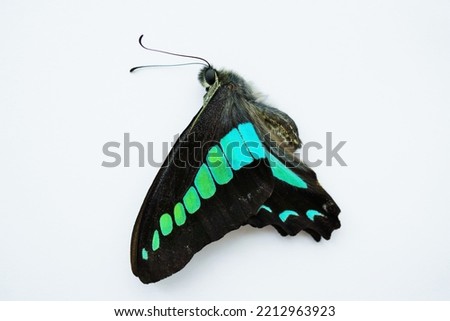 Specimen of a butterfly with a blue line on a black background called Bluebottle butterfly with wings closed like flying on a white background