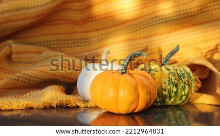autumn concept. green, white and orange pumpkins with free copy space. october, helloween and harvesting concept