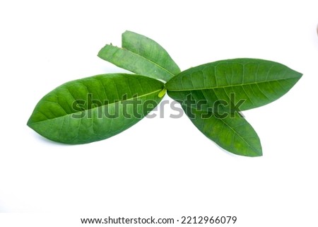 A sprig of soka or Saraca asoca is a tropical flower or fence flower isolated on a white background