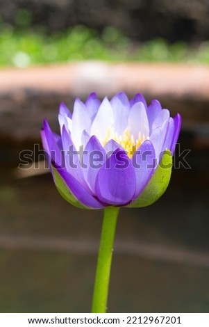 Beautiful blooming Nymphaea lotus flower, Water lily pot