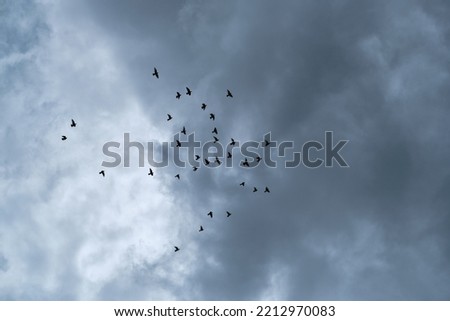 A flock of birds in the distance against the background of a gloomy cloudy sky. Selective focus.