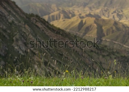 Bright summer alpen meadow with green grass and different blooming flowers on slope as stripe in golden sunlight and mountain in distance in blur, closeup. Meadow grass texture, background.